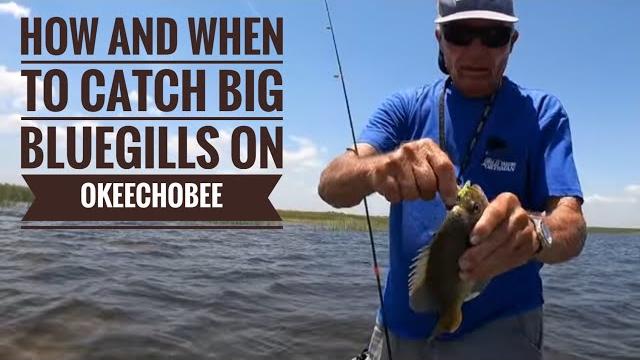 How and when to catch big bluegill on okeechobee How and when to catch big bluegill on okeechobee