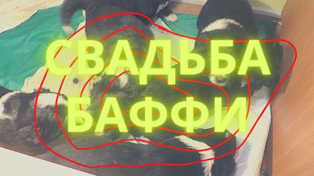 Свадьба баффи Свадьба баффи