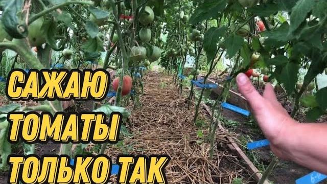 Плотная посадка томатов в теплице! подробно Плотная посадка томатов в теплице! подробно