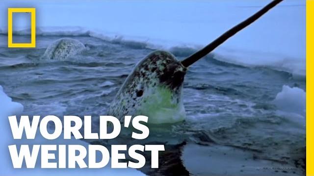 Narwhals | world's weirdest Narwhals | world's weirdest