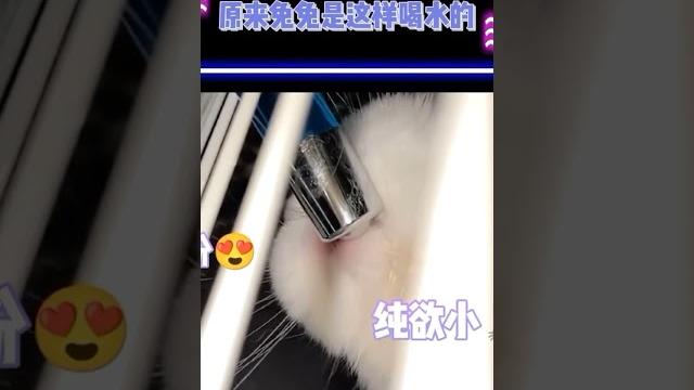 原来兔兔是这样喝水的 原来兔兔是这样喝水的