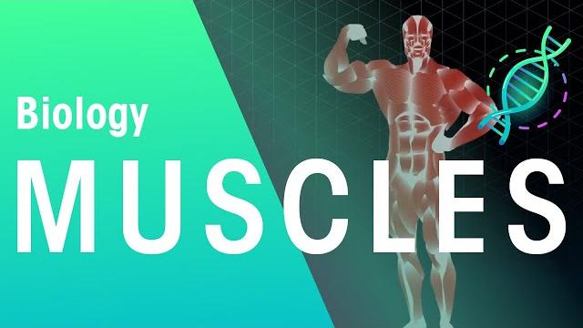 Muscles | physiology | biology | fuseschool Muscles | physiology | biology | fuseschool