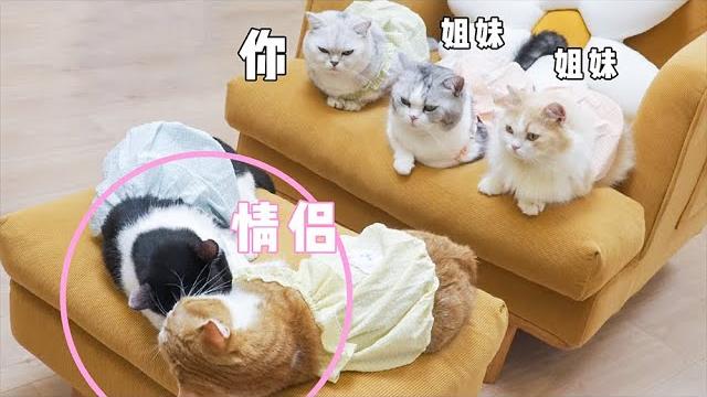 小猫咪因体检剃光肚皮,为了遮羞穿上小裙子!结果…… |花花与三猫 cat live 小猫咪因体检剃光肚皮,为了遮羞穿上小裙子!结果…… |花花与三猫 cat live