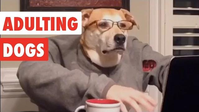 Adulting dogs | funny dog video compilation 2017 Adulting dogs | funny dog video compilation 2017