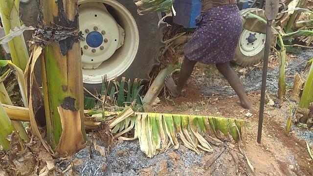 Farmtrac 70 stuck in banana field Farmtrac 70 stuck in banana field