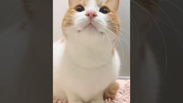 Kitty meowing to attract cats Kitty meowing to attract cats