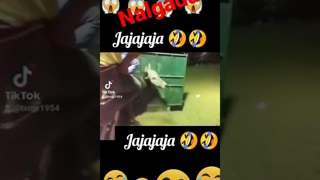 #nalgada#rodeo #mexican #viral #nalgada#rodeo #mexican #viral
