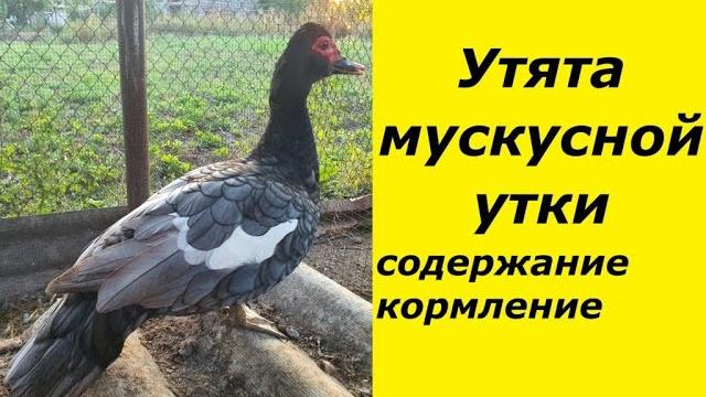Утята голубой мускусной утки. содержание и кормление с одного месяца до трёх. индоутка, шипуны. Утята голубой мускусной утки. содержание и кормление с одного месяца до трёх. индоутка, шипуны.