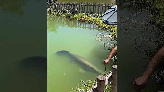 Feeding monster arapaima fish Feeding monster arapaima fish