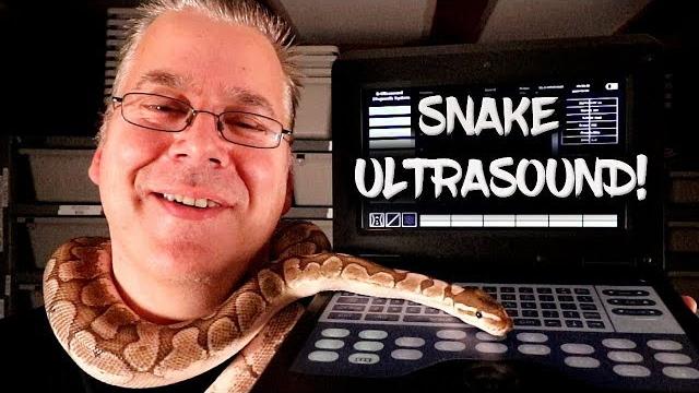 End of season ball python ultrasound! End of season ball python ultrasound!