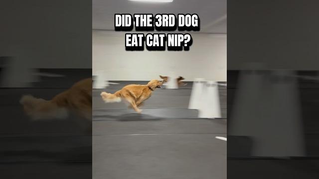 Did the 3rd dog eat cat nip? #dogs #dogsports #flyball Did the 3rd dog eat cat nip? #dogs #dogsports #flyball