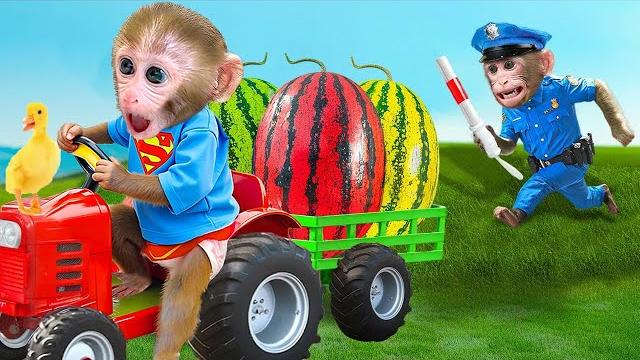 Singe bon bon cueille des pastèques dans la ferme et prépare une délicieuse gelée multicolore Singe bon bon cueille des pastèques dans la ferme et prépare une délicieuse gelée multicolore