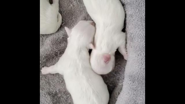 A big stretch to start a day of napping! #puppy#puppyhood#happypuppy#puppylife#maltese#malteselove A big stretch to start a day of napping! #puppy#puppyhood#happypuppy#puppylife#maltese#malteselove