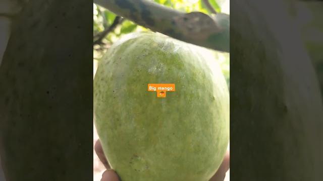 #nature #mango #giant #summerfood #song #nature #mango #giant #summerfood #song