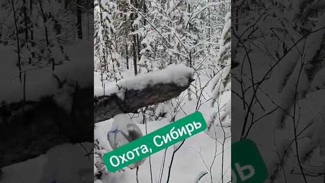 Сибирь, тайга, охота Сибирь, тайга, охота