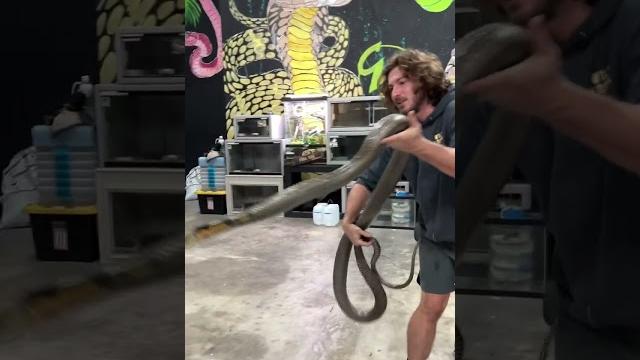 Cranky king cobra! #shorts #kingcobra #snakes Cranky king cobra! #shorts #kingcobra #snakes