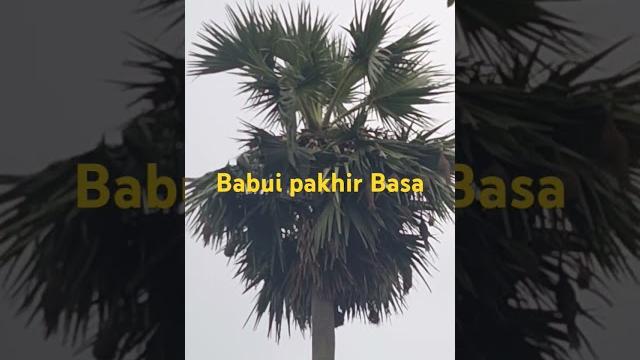 Babui pakhir basa Babui pakhir basa