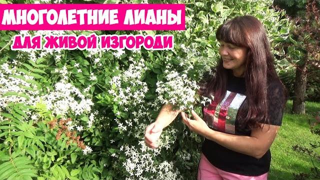 5 лучших многолетних лиан вертикального озеленения и для забора! закроют любую неприглядную зону! 5 лучших многолетних лиан вертикального озеленения и для забора! закроют любую неприглядную зону!