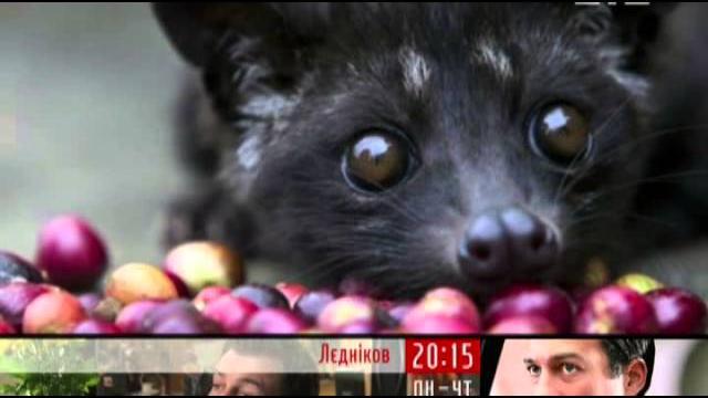 Самый дорогой сорт кофе из какашек зверька циветы Самый дорогой сорт кофе из какашек зверька циветы