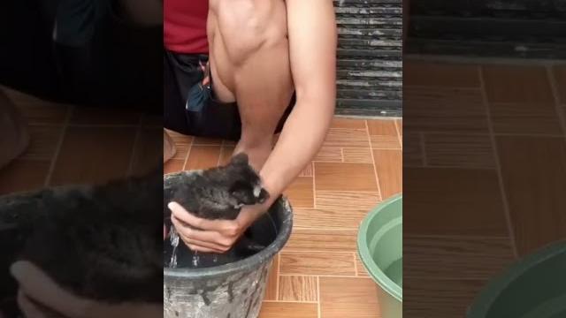 Mandiin musang usia 2 bulan #musang #musangpandan #babymusang #mandi #hewan #shorts #short Mandiin musang usia 2 bulan #musang #musangpandan #babymusang #mandi #hewan #shorts #short