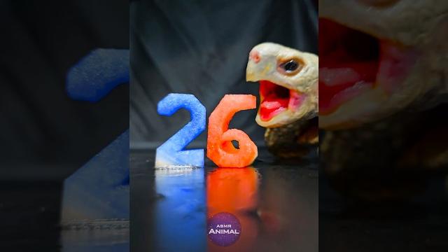 Asmr mukbang eating blue & red 26 ️ turtle tortoise Asmr mukbang eating blue & red 26 ️ turtle tortoise