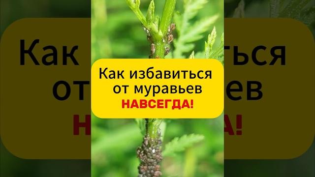 Как избавиться от муравьев навсегда!#дача #огород #сад #вредители #тля #муравьи #лайфхак Как избавиться от муравьев навсегда!#дача #огород #сад #вредители #тля #муравьи #лайфхак