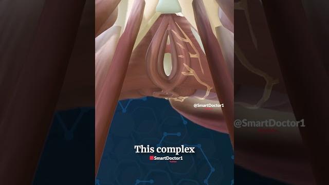 Anatomy of the female pelvis with its openings ️ Anatomy of the female pelvis with its openings ️