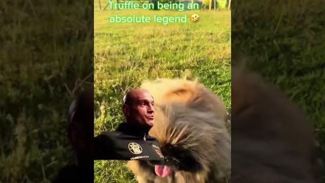 #pekingese #funny #pets #dogshorts #pekingese #funny #pets #dogshorts