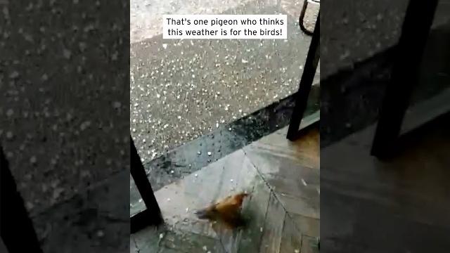 Smart bird doesn't want to get caught in hail storm #shorts Smart bird doesn't want to get caught in hail storm #shorts