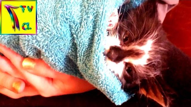 Котенок застрял в липучке от мышей. Котенок застрял в липучке от мышей.