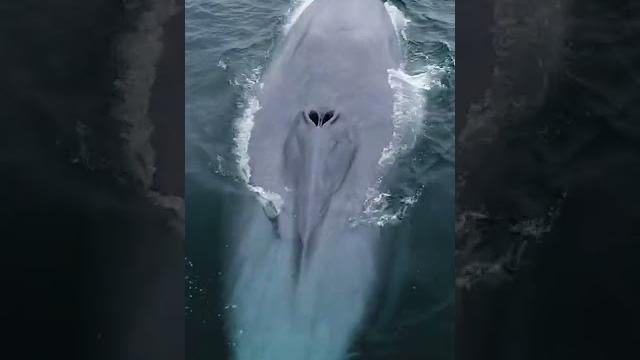 Blue whale: the largest animal in the world Blue whale: the largest animal in the world