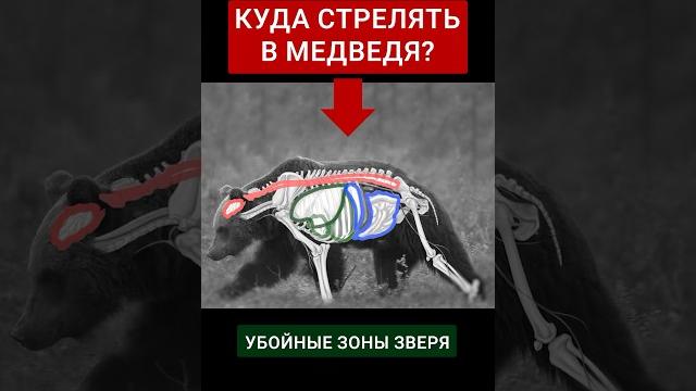 Убойные зоны медведя. куда стрелять по медведю? Убойные зоны медведя. куда стрелять по медведю?