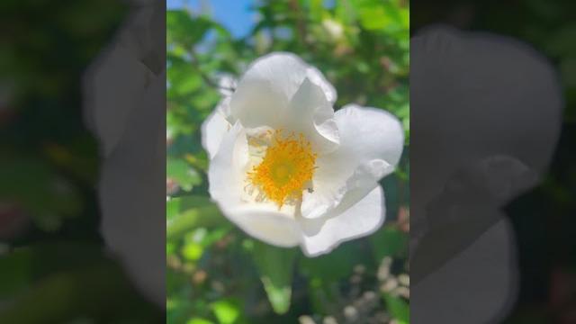早安吉祥。#治愈系风景 #琵琶湖 #蔷薇花 早安吉祥。#治愈系风景 #琵琶湖 #蔷薇花