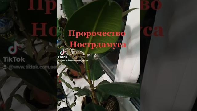 Пророчество нострадамуса Пророчество нострадамуса