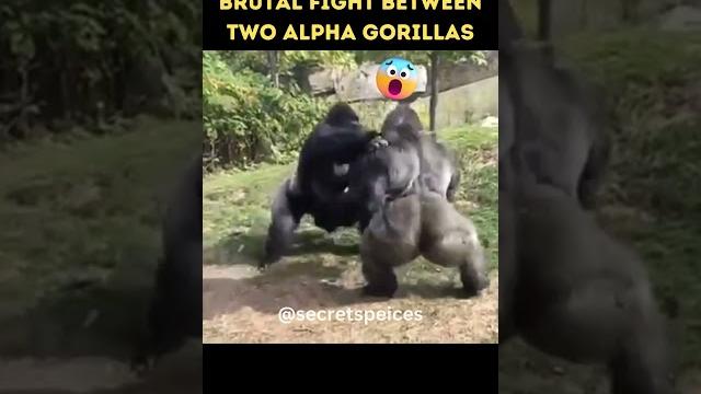 Epic battle gorilla fight's gorilla #shorts Epic battle gorilla fight's gorilla #shorts