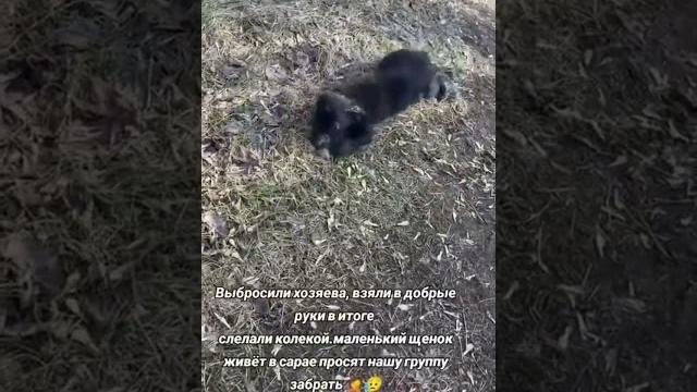 Такую мы забрали, а какой она стала можете посмотреть в профиле #брянск #гектор #помощьбездомным Такую мы забрали, а какой она стала можете посмотреть в профиле #брянск #гектор #помощьбездомным