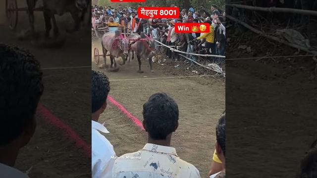 Mathur 1001 mehboob 8001 win Mathur 1001 mehboob 8001 win