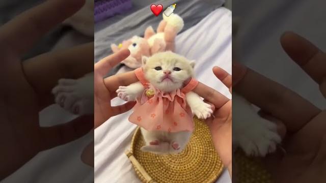 Cute kitten #cat #lovecats #cats #catvideos #kittens #catlover #princesscat #kitten Cute kitten #cat #lovecats #cats #catvideos #kittens #catlover #princesscat #kitten