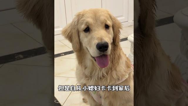 二狗子把自己憋便秘了…拉不出彩憋的直哼唧#狗子成精了 #狗狗的心思都写在脸上了 #金毛 二狗子把自己憋便秘了…拉不出彩憋的直哼唧#狗子成精了 #狗狗的心思都写在脸上了 #金毛