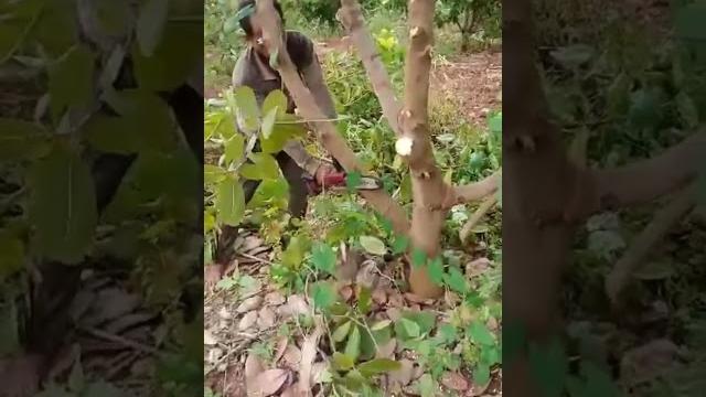 How to make a cashew tree How to make a cashew tree