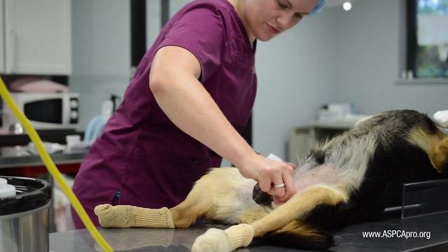 Spay/neuter patient care: patient prep - canine Spay/neuter patient care: patient prep - canine