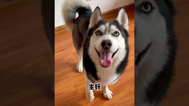 【喵可酱】养了之后才知道,哈士奇根本就不拆家#哈士奇 #可鲁可鸭 【喵可酱】养了之后才知道,哈士奇根本就不拆家#哈士奇 #可鲁可鸭