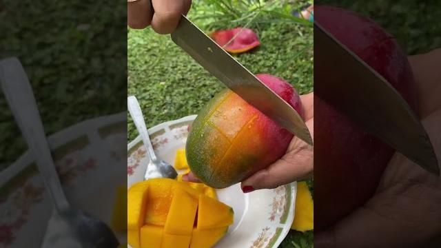 Miyazaki mango from indonesia #mangofruit Miyazaki mango from indonesia #mangofruit