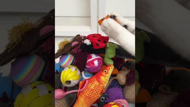 Cute cat compilation laugh #cute #cat #viralshort #shortsvideo #shorts #funnyvideo #youtubeshorts Cute cat compilation laugh #cute #cat #viralshort #shortsvideo #shorts #funnyvideo #youtubeshorts