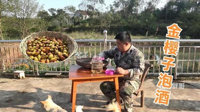 农村大哥采摘野果金樱子泡酒,做法简单功效好,看完都可以学会【山村胖哥】 农村大哥采摘野果金樱子泡酒,做法简单功效好,看完都可以学会【山村胖哥】