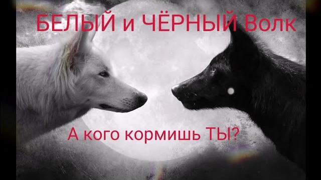 Волк белый и чёрный // выбор за тобой // кого кормишь ты //оригинальная версия // притча // Волк белый и чёрный // выбор за тобой // кого кормишь ты //оригинальная версия // притча //