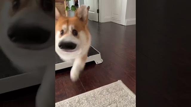 I like animals 67 I like animals 67