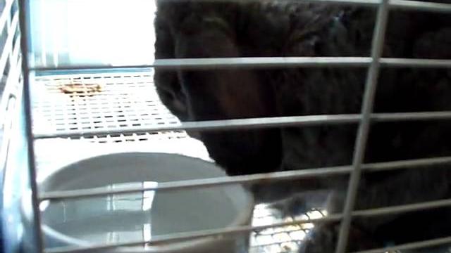 Mimo licking cage bars Mimo licking cage bars