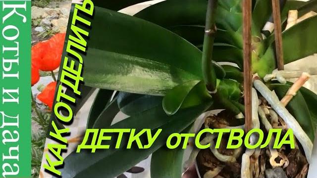 Орхидея фаленопсис как отделить детку от ствола орхидеи мои цветы комнатные растения коты и дача ч.1 Орхидея фаленопсис как отделить детку от ствола орхидеи мои цветы комнатные растения коты и дача ч.1