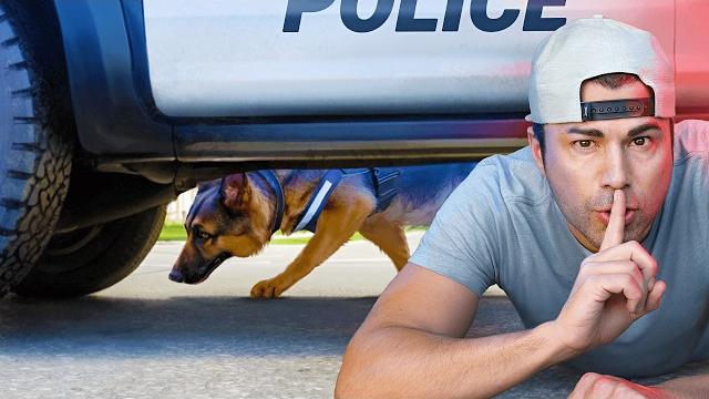 How to escape a police sniffing dog How to escape a police sniffing dog